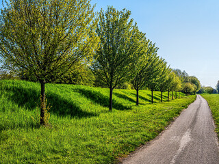 Path with row of trees along Rivierweg in Lathum