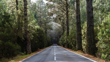 Obraz premium Road through a green forest on Tenerife. El Teide National Park, Canary Islands, Tenerife, Spain.