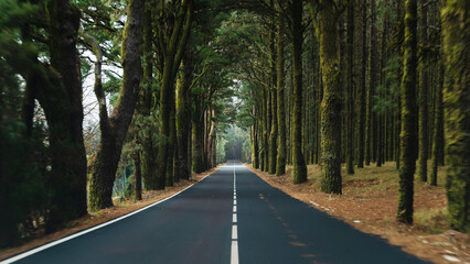 Fototapeta premium Road through a green forest on Tenerife. El Teide National Park, Canary Islands, Tenerife, Spain.