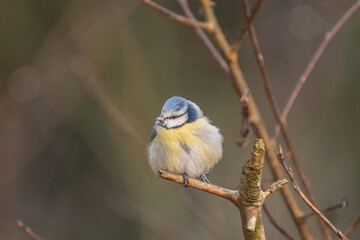 Puffy blue tit on a cold morning © Marko