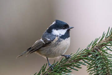 Coal tit on a cold winter morning © Marko
