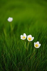 White flowers bloom in lush green grassy field naturally
