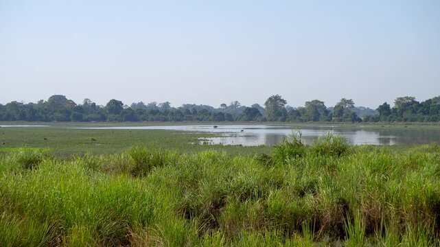 Beautiful landscape of Kaziranga National Park with wetland-elephant grass and wild animals in it 1 in ProRes 422 HQ