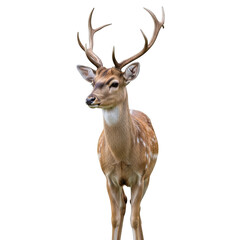 Fallow deer stag with large antlers standing against a black background animal wildlife