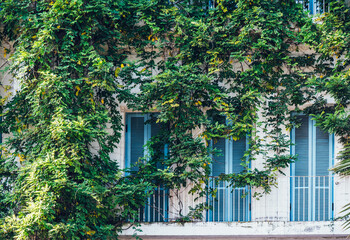 Green facade ivy house shutters architecture urban jungle eco building exterior.