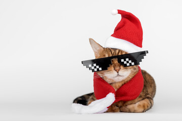 Bengal Cat - Santa with glasses