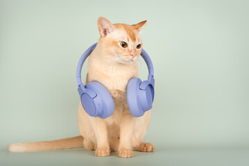 A ginger cat with wireless headphones