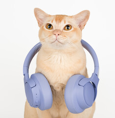 A ginger cat with wireless headphones