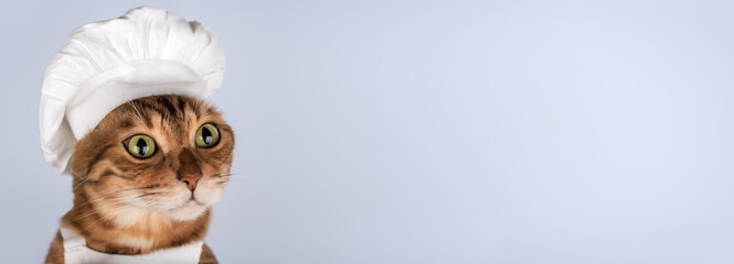 Bengal cat wearing a chefs hat on a light purple background