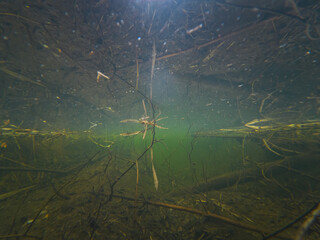Underwater view of a forest fire protection ditch with murky stagnant water, submerged branches, and green algae in Estonian woodland.
