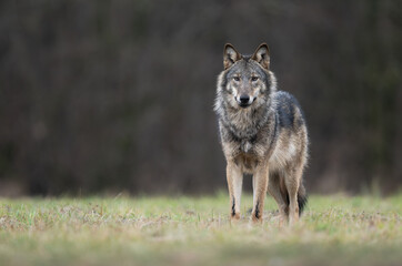 Grey wolf ( Canis lupus ) close up