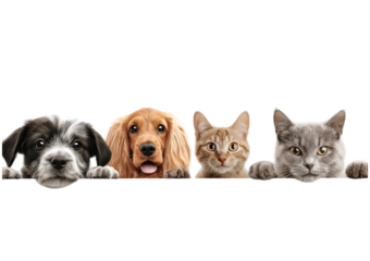 A diverse group of four adorable pets including two dogs and two cats peeking over a surface isolated on a transparent background