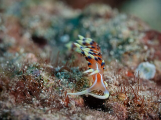 Indian Caloria - Caloria indica (before Phidiana indica) - Indische Caloria