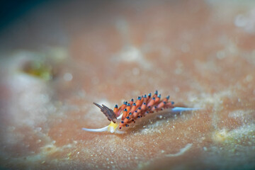 Ringed Favorinus, Aeolid Nudibranch (Favorinus tsurgatus)