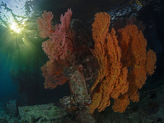 Sea fans and late afternoon sunlight