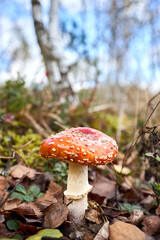 Amanita muscaria or fly agaric or fly amanita basidiomycetes of genus Amanita. Large white gilled white spotted usually red mushroom. Selective focus close up shot.