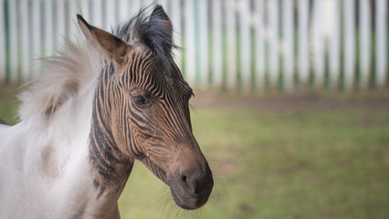 Stukenbrock, Deutschland © Markus Eymann