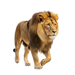 Obraz premium Male lion with full mane walking on black background big cat mammal