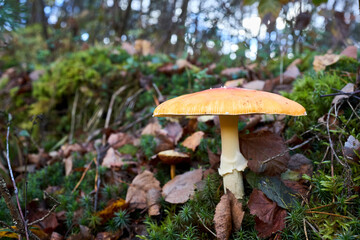 Amanita muscaria or fly agaric or fly amanita basidiomycetes of genus Amanita. Large white gilled white spotted usually red mushroom. Selective focus close up shot.