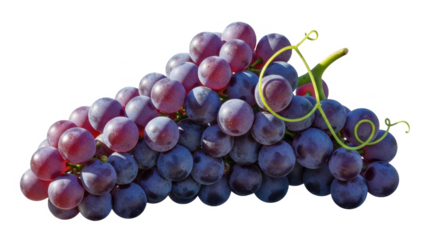 A cluster of purple and red grapes isolated on transparent background