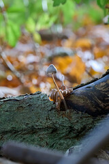 mini mushroom on a tree stump with autumn colors in the background
