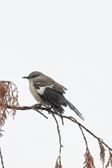 Northern Mockingbird (Mimus polyglottos) - Found in parks and gardens across North America