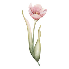 Pink Tulip Spring Bulbs Flower. Watercolor hand drawn floral illustration isolated on white background for Easter Woman's day design textile fresh fabric print card cosmetic package porcelain crockery