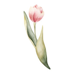 Pink Tulip Spring Bulbs Flower. Watercolor hand drawn floral illustration isolated on white background for Easter Woman's day design textile fresh fabric print card cosmetic package porcelain crockery