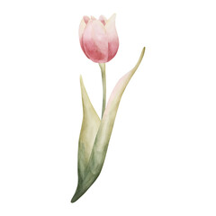 Pink Tulip Spring Bulbs Flower. Watercolor hand drawn floral illustration isolated on white background for Easter Woman's day design textile fresh fabric print card cosmetic package porcelain crockery