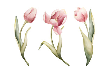 Pink Tulip Spring Bulb Flowers Set. Watercolor hand drawn floral illustration isolated on white background Easter Woman's day design textile fresh fabric print card cosmetic package porcelain crockery