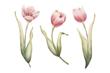 Pink Tulip Spring Bulb Flowers Set. Watercolor hand drawn floral illustration isolated on white background Easter Woman's day design textile fresh fabric print card cosmetic package porcelain crockery