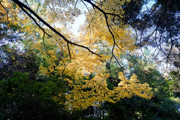 安芸の宮島、もみじ谷の紅葉