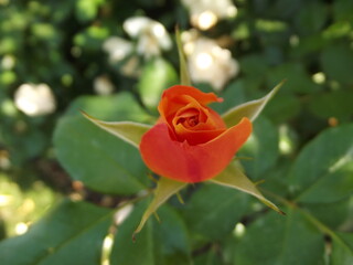 Orange rose flower bud outdoors. Macro.
