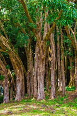 Hawaii Big Island und seine Naturwunder