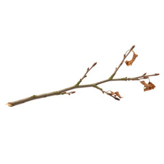 Fototapeta premium Bare Tree Branch with Dried Brown Leaves and Buds on Black bare branch dried leaves