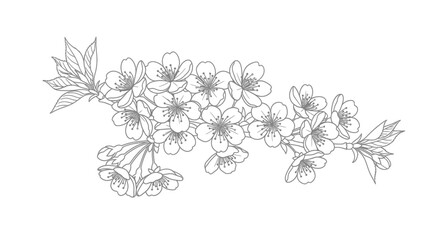 Delicate cherry blossom branch illustration, elegant floral line art design