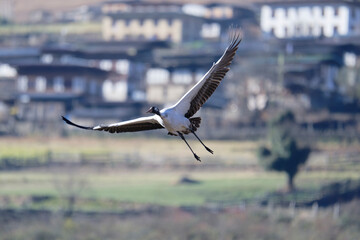 Black-necked Crane Flying in the Sky of Phobjikha Valley
