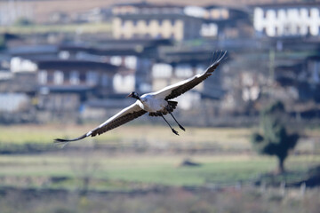 Majestic Black-necked Crane in Flight, Bhutan

