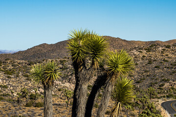 Joshua Tree National Park