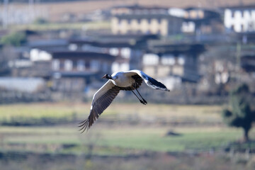 Black-necked Crane in Mid-Air Over Phobjikha Valley
