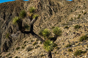 Joshua Tree National Park