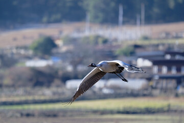 Black-necked Crane Soaring Above Himalayan Wetlands
