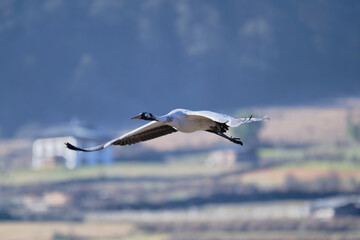 Naklejka premium Black-necked Crane in the Air Above Phobjikha Valley 