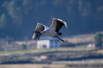 Flying Black-necked Crane in Phobjikha Wetland Valley
