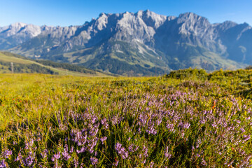 Obraz premium Hochkonig mountain range in Austria. Alps mountains on a sunny day. Mountain landscape. Blue sky with some clouds above beautiful summits alpine range Hochkonig in Austria Tyrol