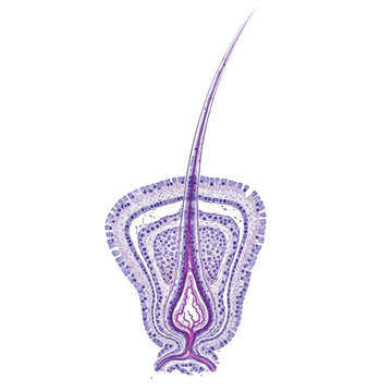 Microscopic view of hair follicle cross section with purple hues biology dermatology