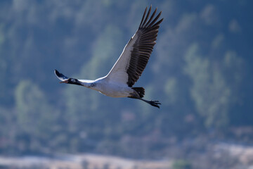 Black-necked Crane in Motion Over Bhutan Valley
