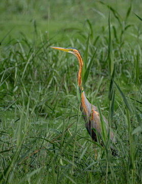 Purple Heron hiding in tall green grass in wetland habitat