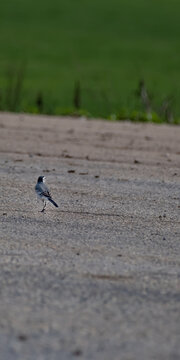 White Wagtail standing on a dirt path outdoors