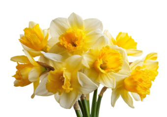 A cluster of bright yellow and white daffodils with ruffled trumpet centers isolated on a transparent background